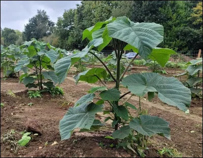 Quel est cet arbre qui absorbe dix fois plus de CO2 que n'importe quel autre arbre ?