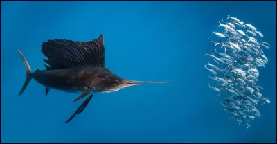 Il est considéré comme étant le plus rapide des poissons. C'est...