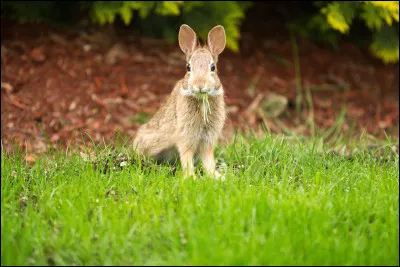 Est-ce que tu pr&eacute;f&egrave;res pouvoir parler aux animaux ou aux plantes ?
