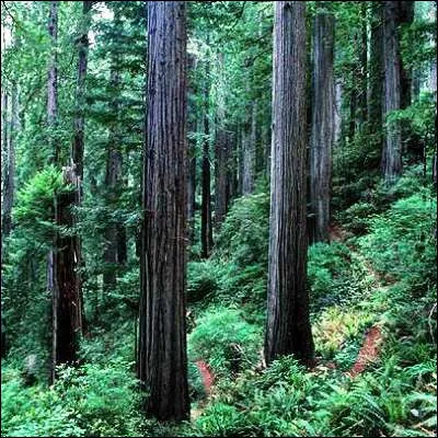 Dans la saga "Star Wars", quelle esp&egrave;ce vit sur la lune d�Endor ?