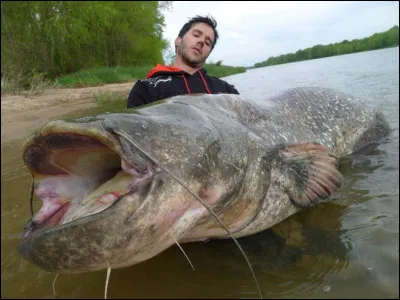 Un silure peut peser jusqu'à plus de...