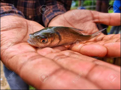 Voici un bébé silure.