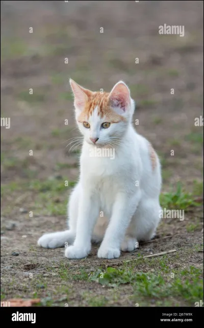 Vous devenez enfin apprenties ! Nuage de Lapin t'avoue être amoureuse de Nuage Blanc (sur l'image, un apprenti de ton clan, et elle te demande comment lui déclarer sa flamme. Que lui réponds-tu ?