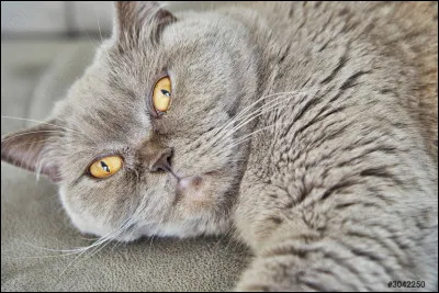 Un jour alors que tu te reposes au soleil, tu es prise d'une douleur au ventre. Que fais-tu ?