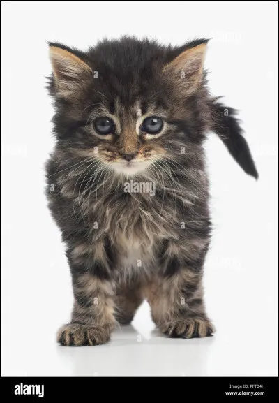 Tu te rends compte que Nuage d'Arbre (sur l'image) se rapproche de toi. Tu décides donc d'aller le voir pour lui dire...