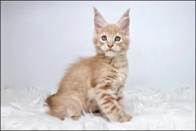 Finalement, tu vas lui parler. Ta sur est enchantée, elle t'explique qu'elle attend les chatons de Nuage Blanc, devenu Patte Blanche !