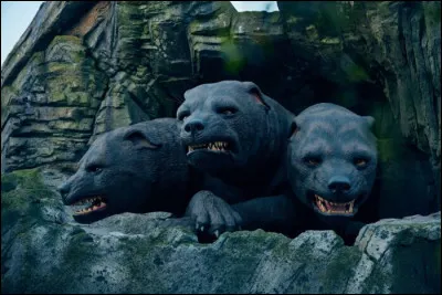 Comment s'appelle le chien à trois têtes qui gardait la pierre philosophale ?