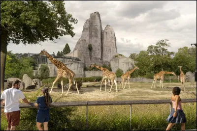 Bonjour Madame la girafe, que vous êtes jolie, qu'est-ce que vous sentez bon !