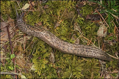 Quel verbe emploie-t-on pour l'action de secouer un arbre pour en faire tomber les fruits ?