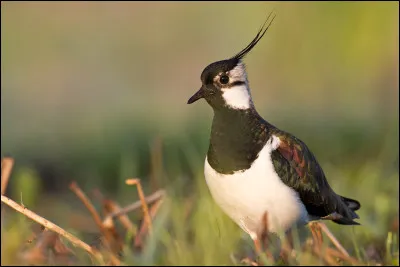 Faissier était un métier. Lequel ?