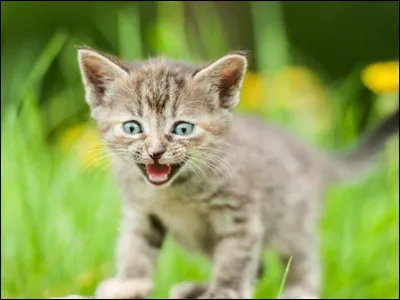 Dans quel Clan vont p&eacute;n&eacute;trer Plume Grise et C�ur de Feu pour leur enqu&ecirc;te ?