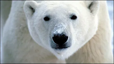 Quel autre nom peut-on donner à l'ours polaire ?