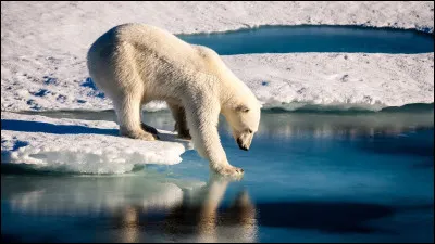 Quel est le sens le plus développé de l'ours polaire ?