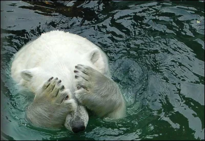 L'ours polaire peut-il nager ?