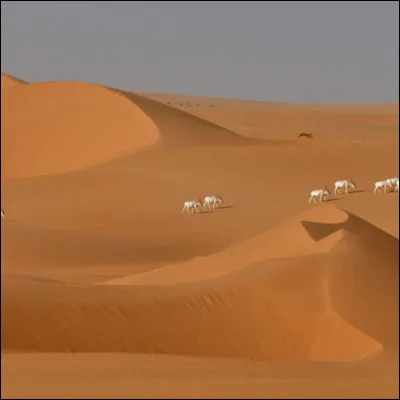 Quelle est la superficie approximative du Niger ?