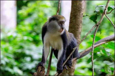 Quelle est la monnaie utilisée au Ghana ?