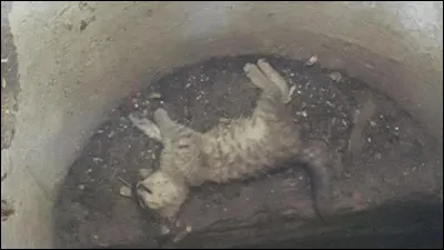 Imaginons que tu rentres au camp et que tu te rendes compte que ton chef est en train de préparer un plan d'attaque contre les chats errants, et que plus tard vous vous battiez et en ressortiez vainqueurs avec un mort : le lieutenant. Comment réagis-tu ?