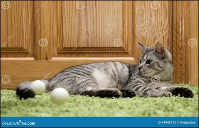 Plus tard ton chef : Étoile de Griffe meurt, tu deviens le/la nouveaux(elle) meneur(euse). Quel est ton premier sentiment ?