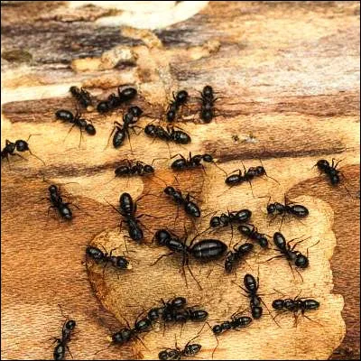 Quel insecte a d&eacute;velopp&eacute; une relation mutualiste avec la fourmi qui l�&eacute;l&egrave;ve et le prot&egrave;ge pour son miellat ?