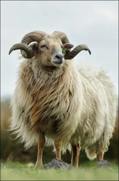 Quel est cet animal ?