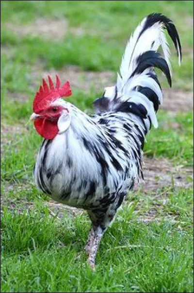 Quel est cet animal ?