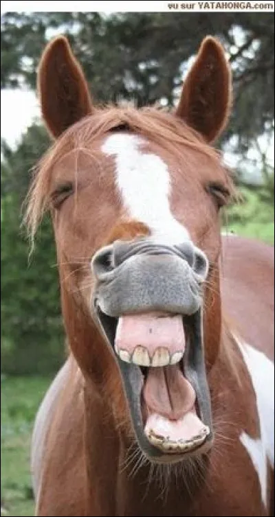 Quel est cet animal ?