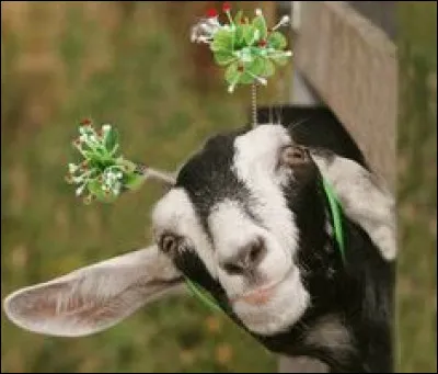 Quel est cet animal ?