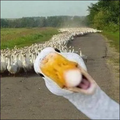 Quel est cet animal ?