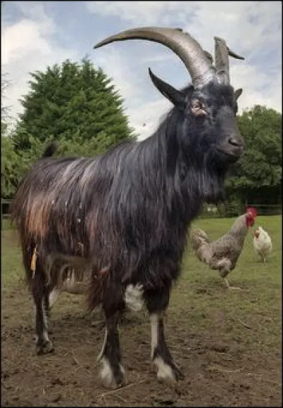 Quel est cet animal ?