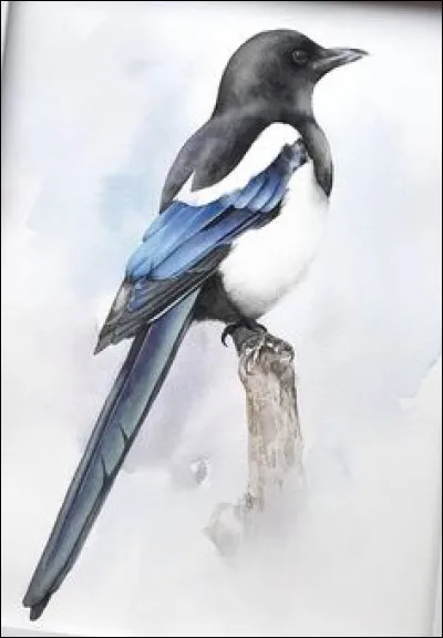 Quel est cet oiseau ?