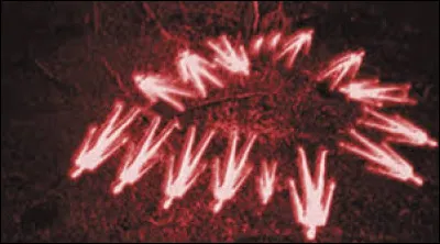 Avec qui le couple formé par Antonio et Suzanne Dutoit a-t-il été assassiné par la secte ?