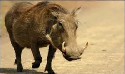 Comment s'appelle cet animal ?