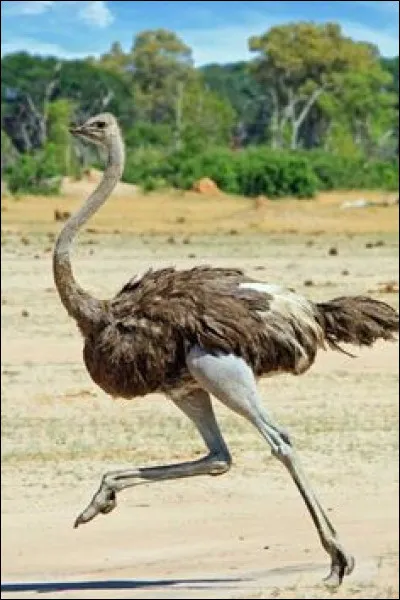 Comment s'appelle cet oiseau ?