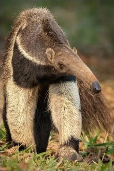 Quel est cet animal ?