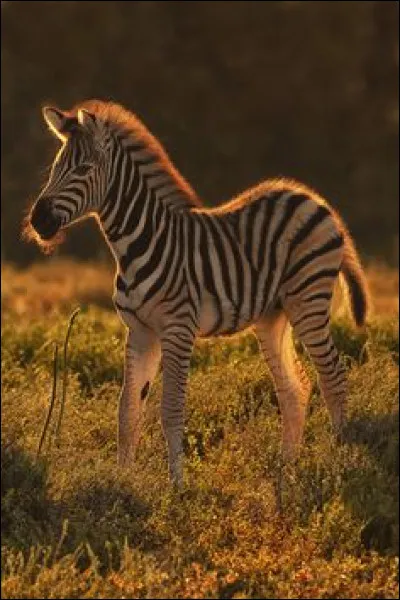 Comment s'appelle cet animal rayé ?