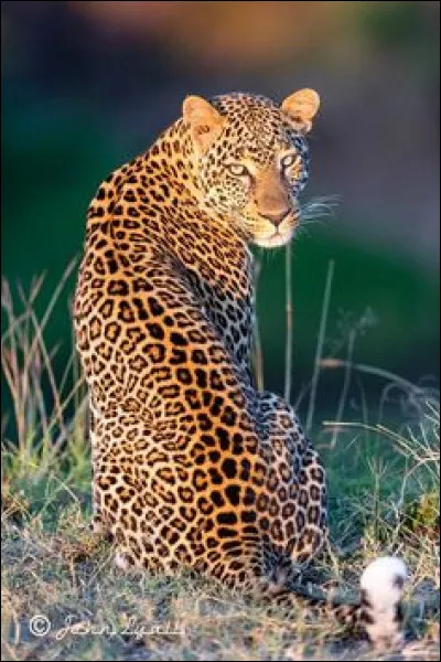 Il ressemble à l'animal ci-dessus, pourtant ce n'est pas le même. Comment s'appelle-t-il ?