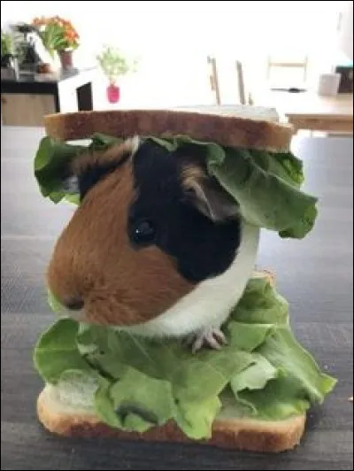 Comment s'appelle ce drôle de rongeur ?