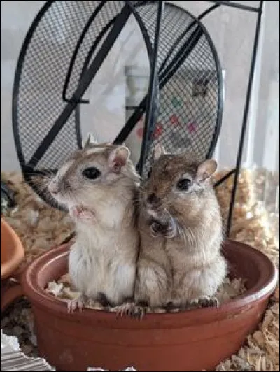 Comment s'appelle ce tout petit animal ?