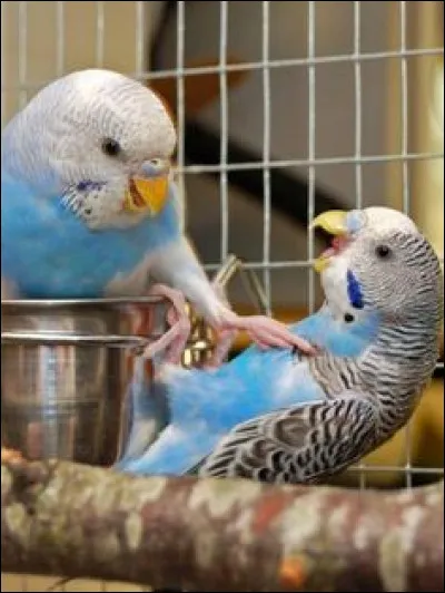 Quel est ce volatile ?