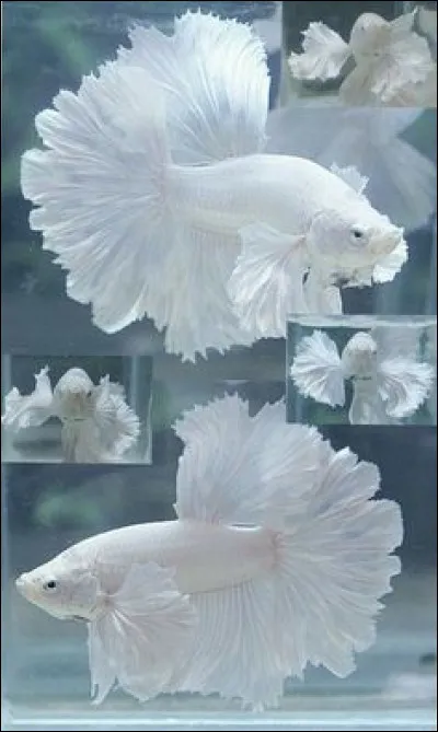 Comment s'appelle ce guerrier ?