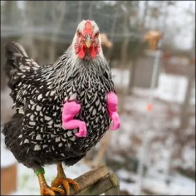 Comment s'appelle cet animal peu réputé pour son intelligence ?