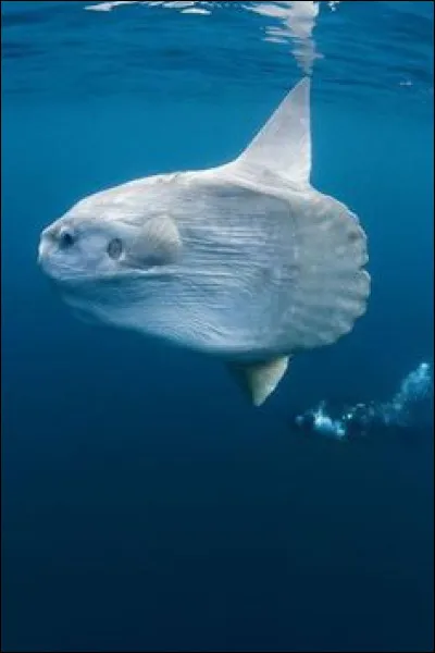 Quel est cet animal qui ne ressemble pas physiquement à son nom ?