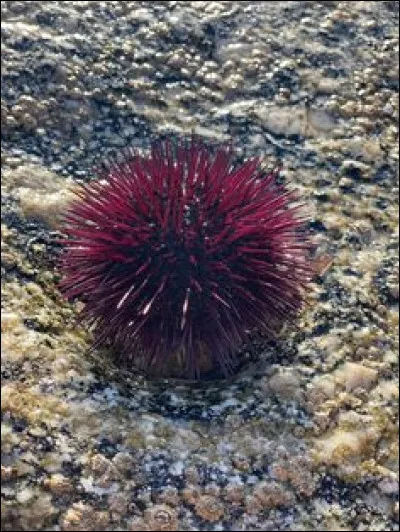 Mieux vaut ne pas le prendre dans ses mains, quel est son nom ?