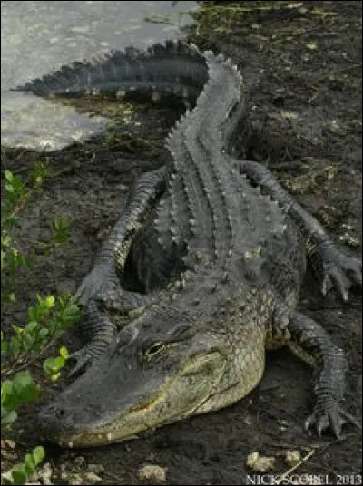 Et pour terminer avec un animal qu'il ne vaut mieux pas caresser, quel est le nom de cet animal ?