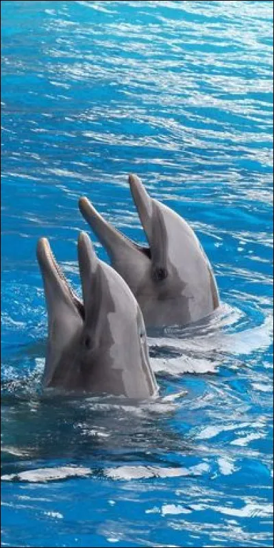 Quel est le nom de ces animaux ?