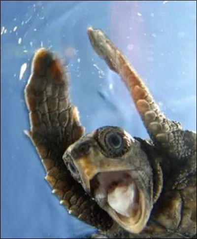 Comment appelle-t-on ce reptile ?