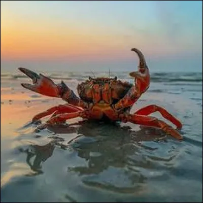 Comment s'appelle cet animal qui a une drôle façon de marcher ?