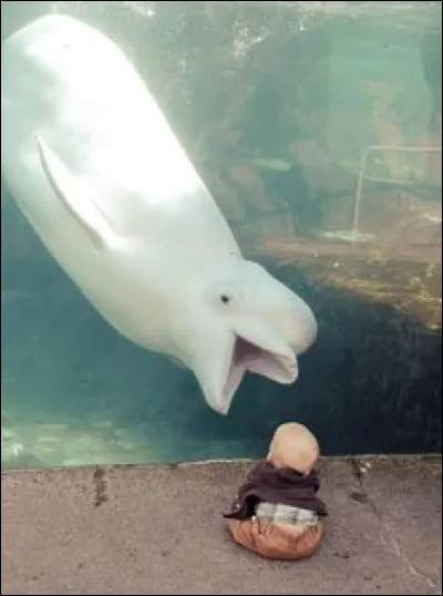 Comment s'appelle cet animal qui a l'air de s'être tapé la tête ?