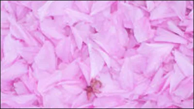 Comment dit-on "rose" en espagnol ?