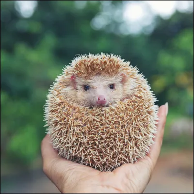 Comment différencier le Noueux du hérisson ?